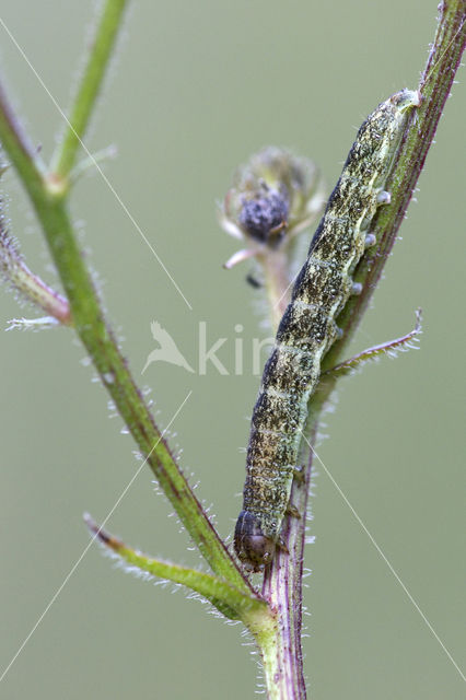 Tweekleurige uil (Hecatera bicolorata)