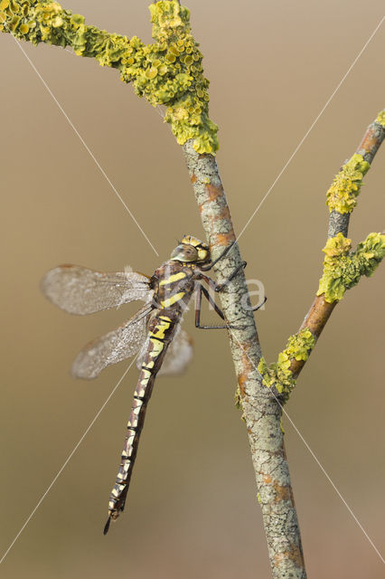 Venglazenmaker (Aeshna juncea)