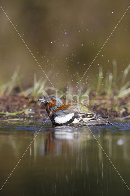 Vink (Fringilla coelebs)