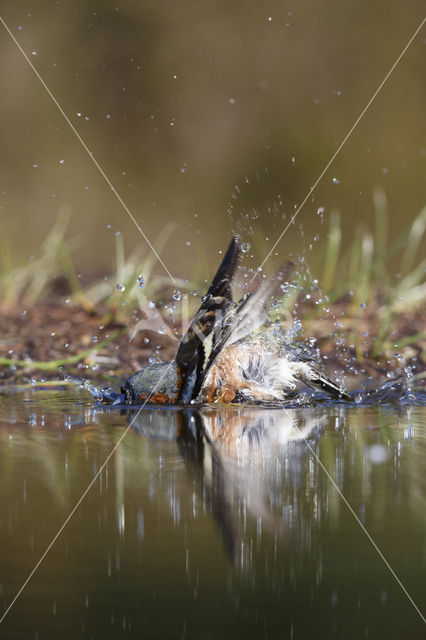 Vink (Fringilla coelebs)