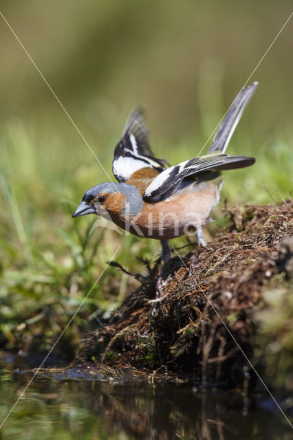 Vink (Fringilla coelebs)