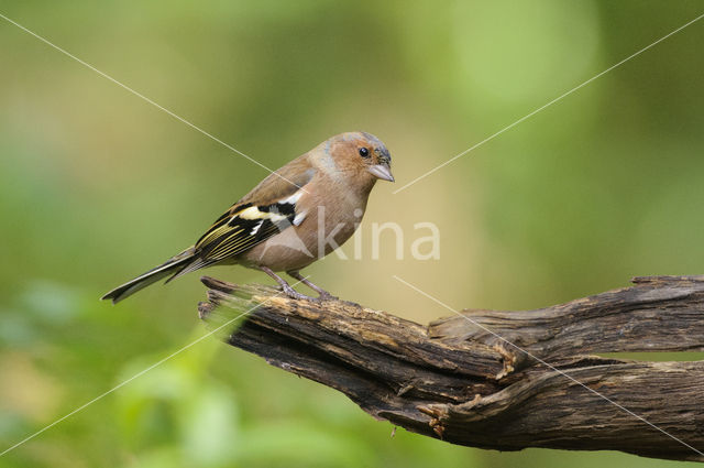 Vink (Fringilla coelebs)