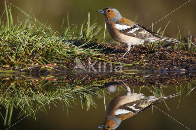 Vink (Fringilla coelebs)