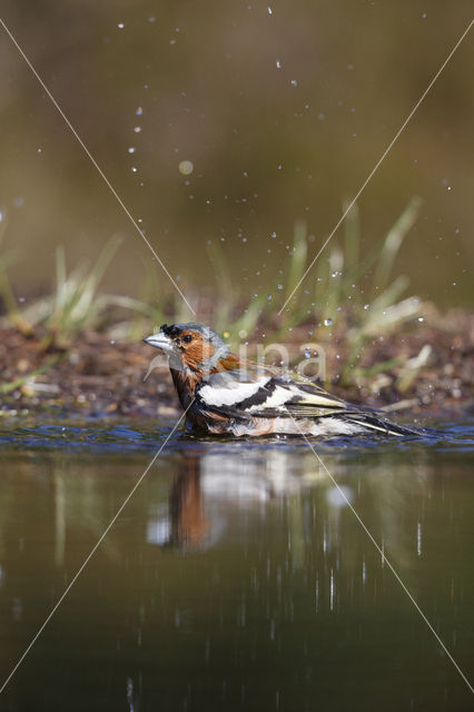 Vink (Fringilla coelebs)