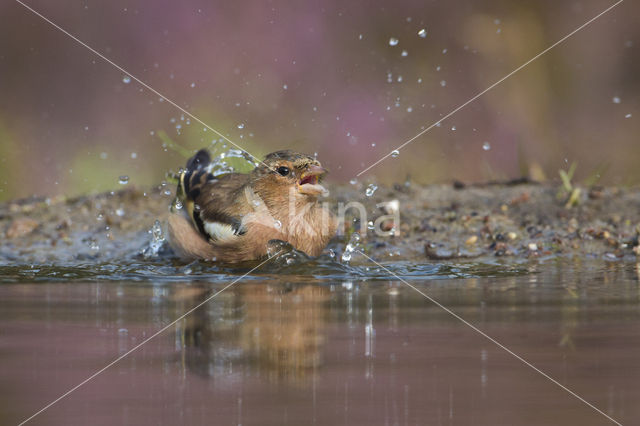 Vink (Fringilla coelebs)