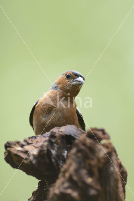 Vink (Fringilla coelebs)