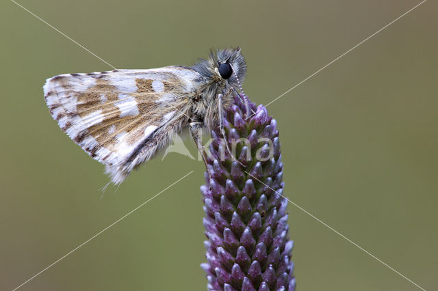 Westelijk spikkeldikkopje (Pyrgus carlinae)