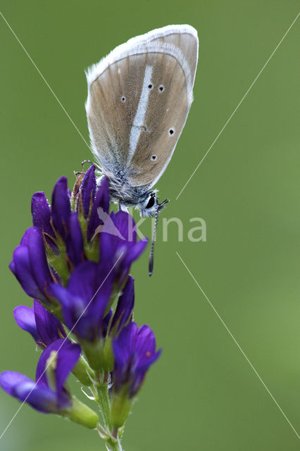 Witstreepblauwtje (Polyommatus damon)