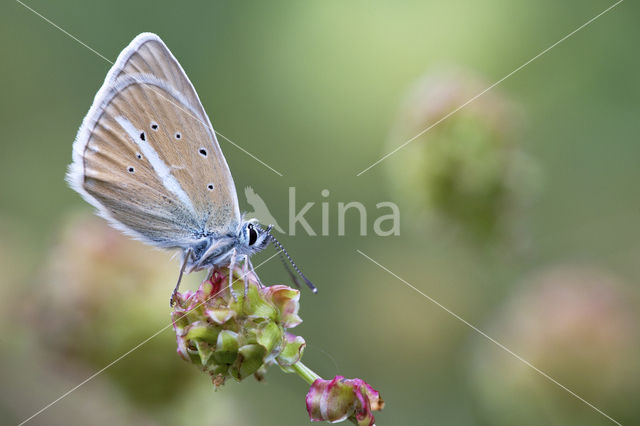 Damon Blue (Polyommatus damon)