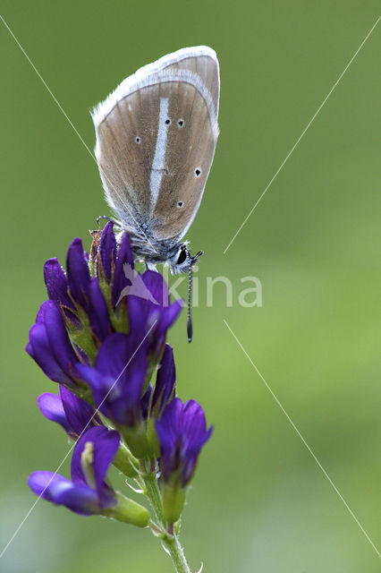 Witstreepblauwtje (Polyommatus damon)