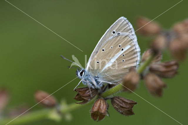 Witstreepblauwtje (Polyommatus damon)