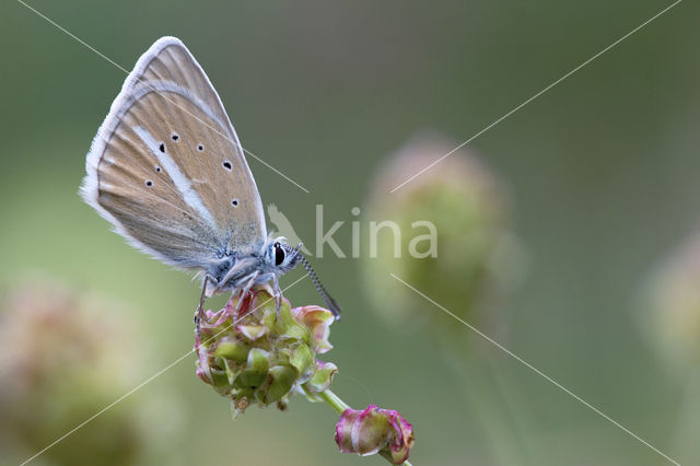 Witstreepblauwtje (Polyommatus damon)