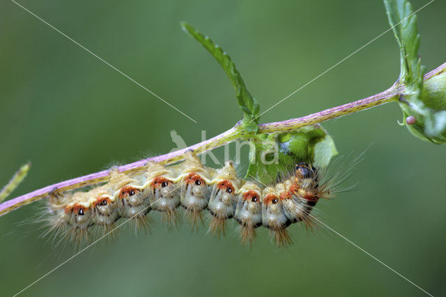 Wolfsmelkuil (Acronicta euphorbiae)