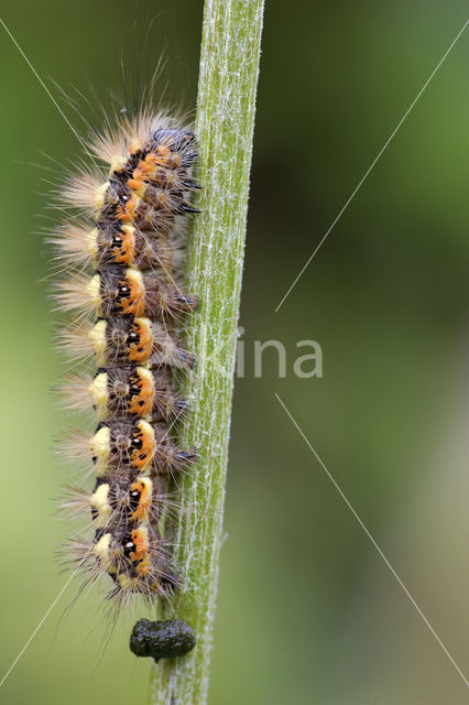 Wolfsmelkuil (Acronicta euphorbiae)