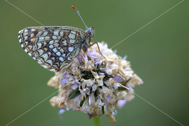 Woudparelmoervlinder (Melitaea diamina)