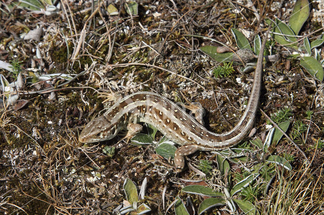 Sand Lizard (Lacerta agilis)