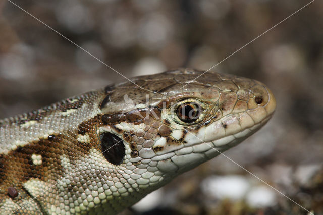 Sand Lizard (Lacerta agilis)