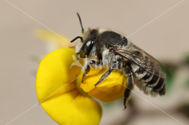 Zilveren fluitje (Megachile leachella)