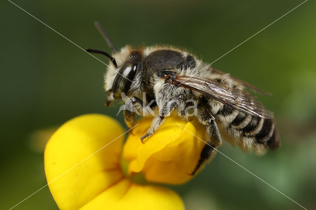 Zilveren fluitje (Megachile leachella)