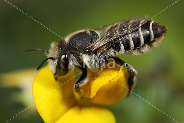 Zilveren fluitje (Megachile leachella)