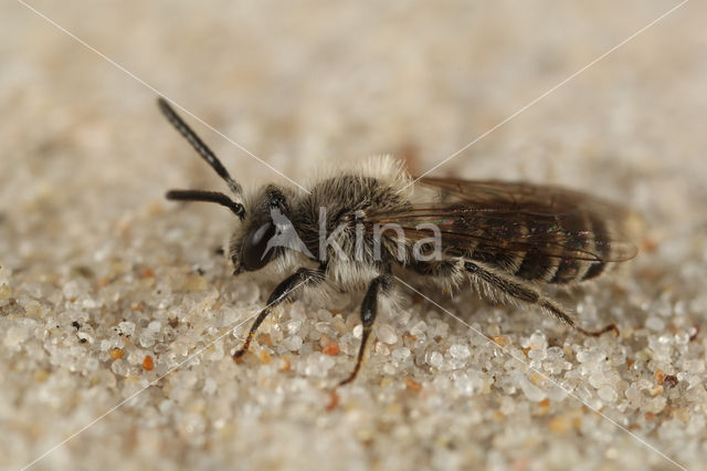 Zilveren zandbij (Andrena argentata)