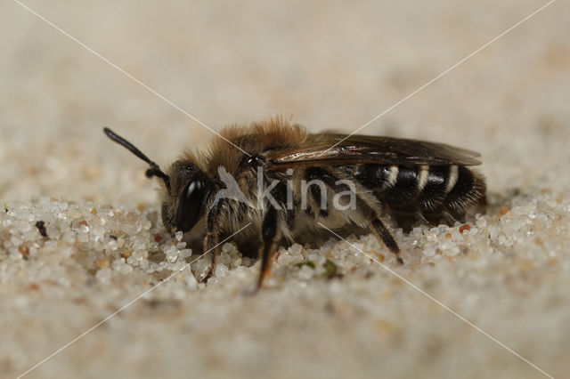 Zilveren zandbij (Andrena argentata)