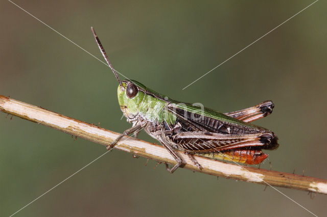 Zoemertje (Stenobothrus lineatus)