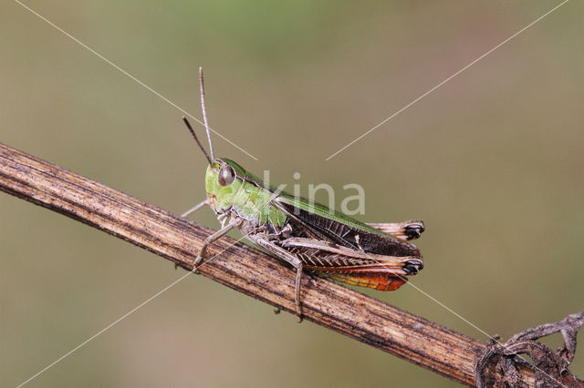 Zoemertje (Stenobothrus lineatus)