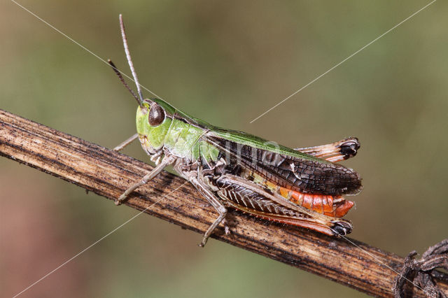 Zoemertje (Stenobothrus lineatus)