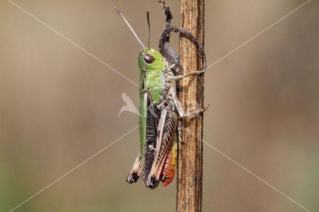 Zoemertje (Stenobothrus lineatus)