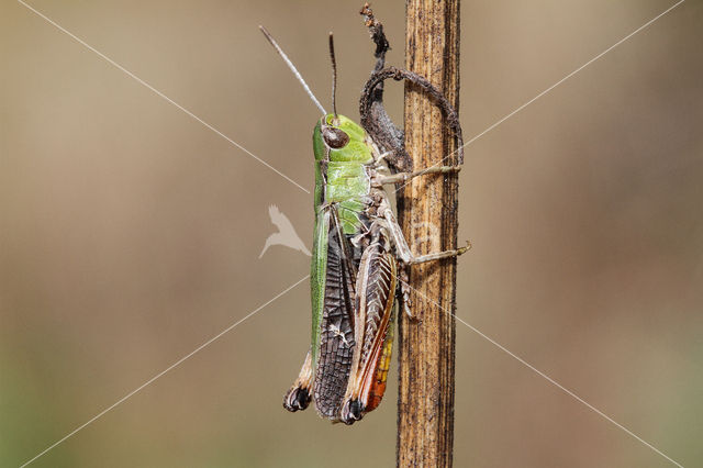 Zoemertje (Stenobothrus lineatus)