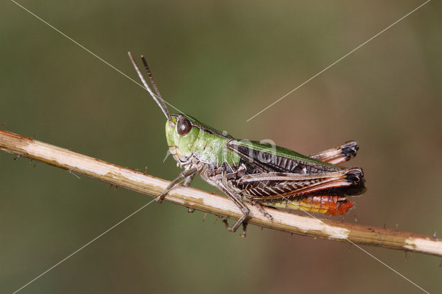 Zoemertje (Stenobothrus lineatus)