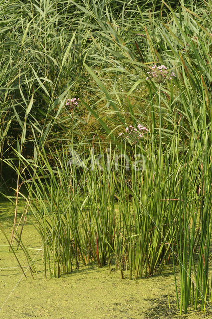 Flowering-rush (Butomus umbellatus)