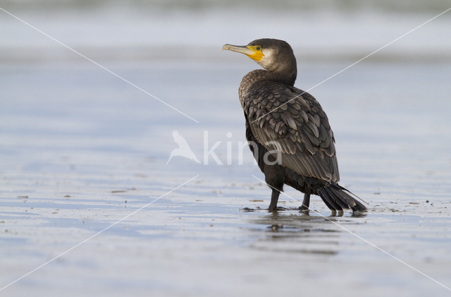 Aalscholver (Phalacrocorax carbo)