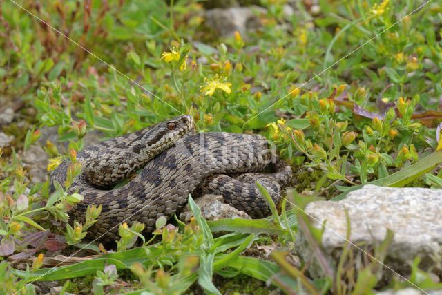 Adder (Vipera berus)