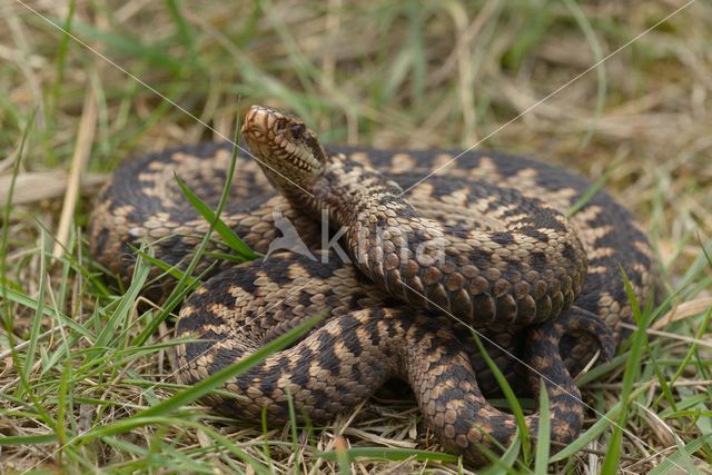 Adder (Vipera berus)