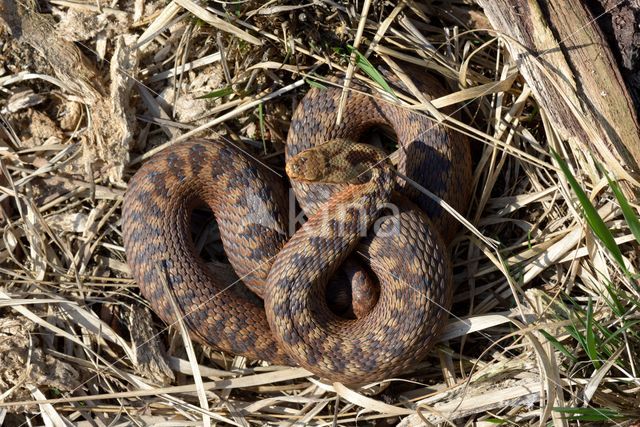 Adder (Vipera berus)