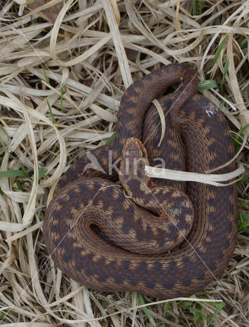 Adder (Vipera berus)