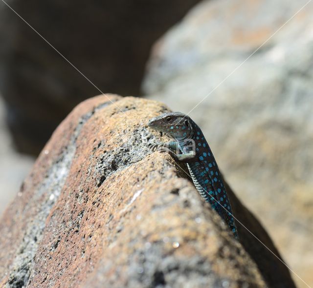 Whiptail lizard (Cnemidophorus arubensis)