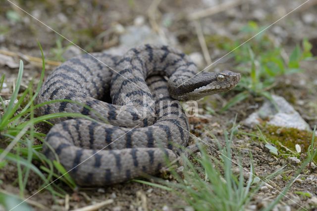 Aspisadder (Vipera aspis)