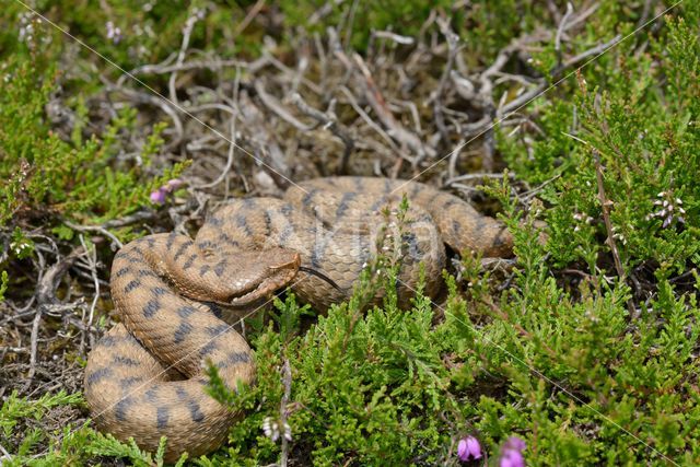 Aspisadder (Vipera aspis)