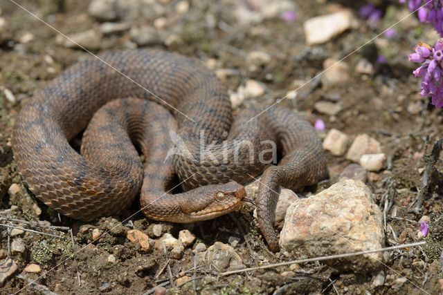 Aspisadder (Vipera aspis)