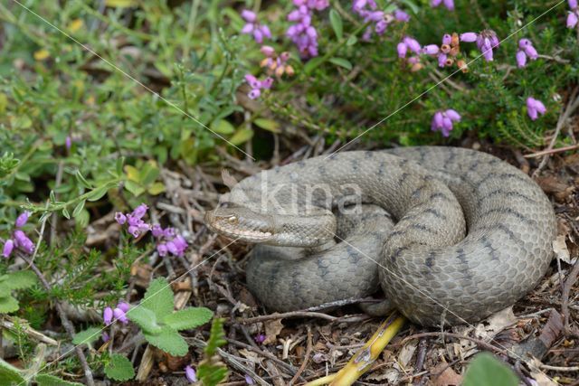 Aspisadder (Vipera aspis)