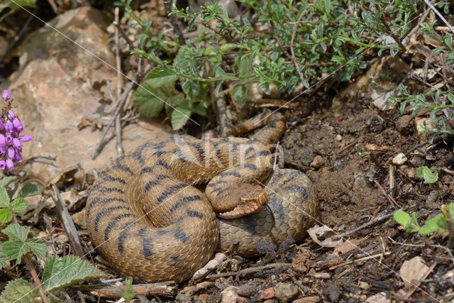 Aspisadder (Vipera aspis)