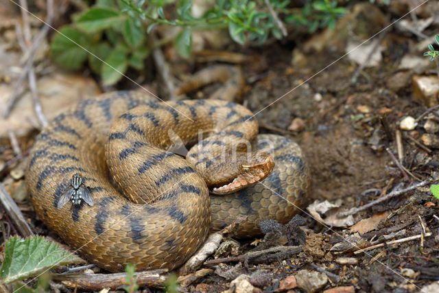 Aspisadder (Vipera aspis)