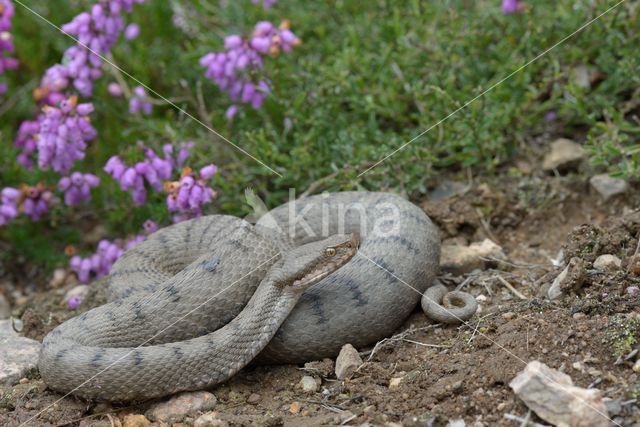 Aspisadder (Vipera aspis)