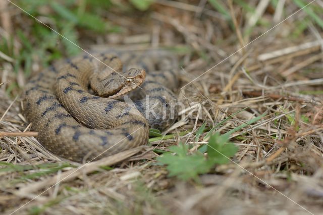 Aspisadder (Vipera aspis)