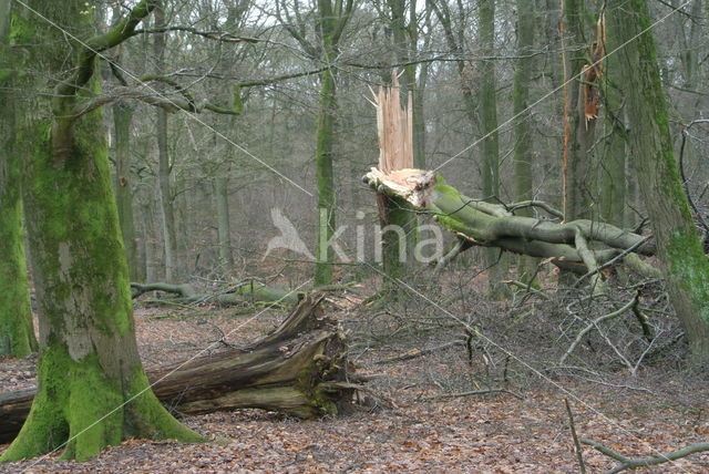 Beech (Fagus sylvatica)