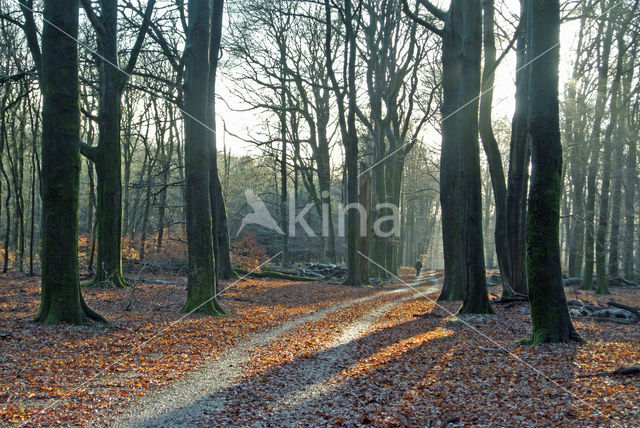 Beuk (Fagus sylvatica)