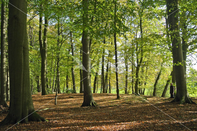 Beuk (Fagus sylvatica)